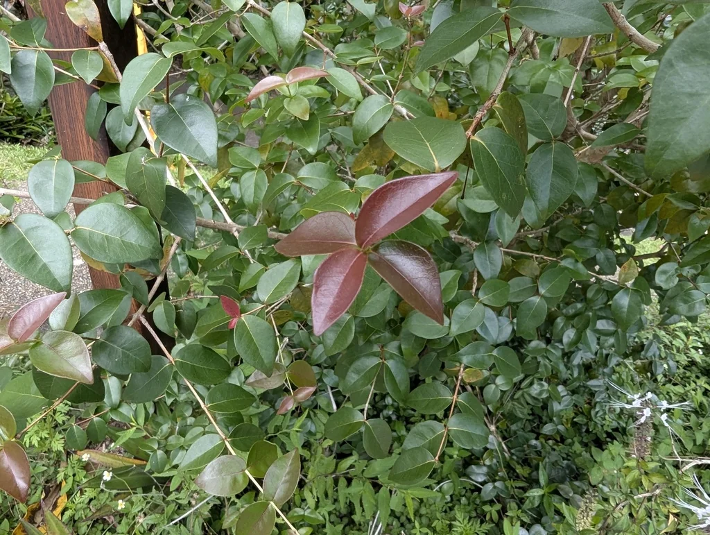 Eugenia Uniflora
