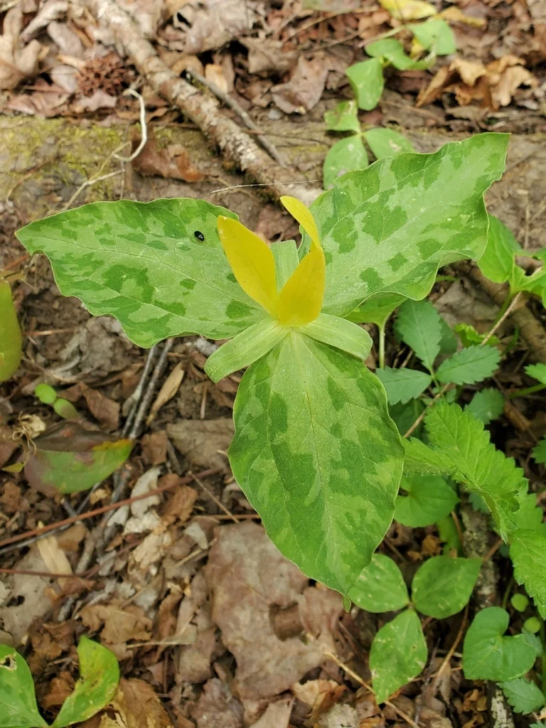 Trillium Luteum