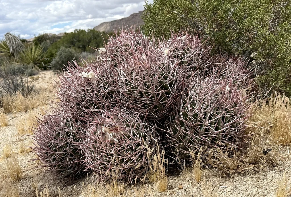 Echinocactus Polycephalus