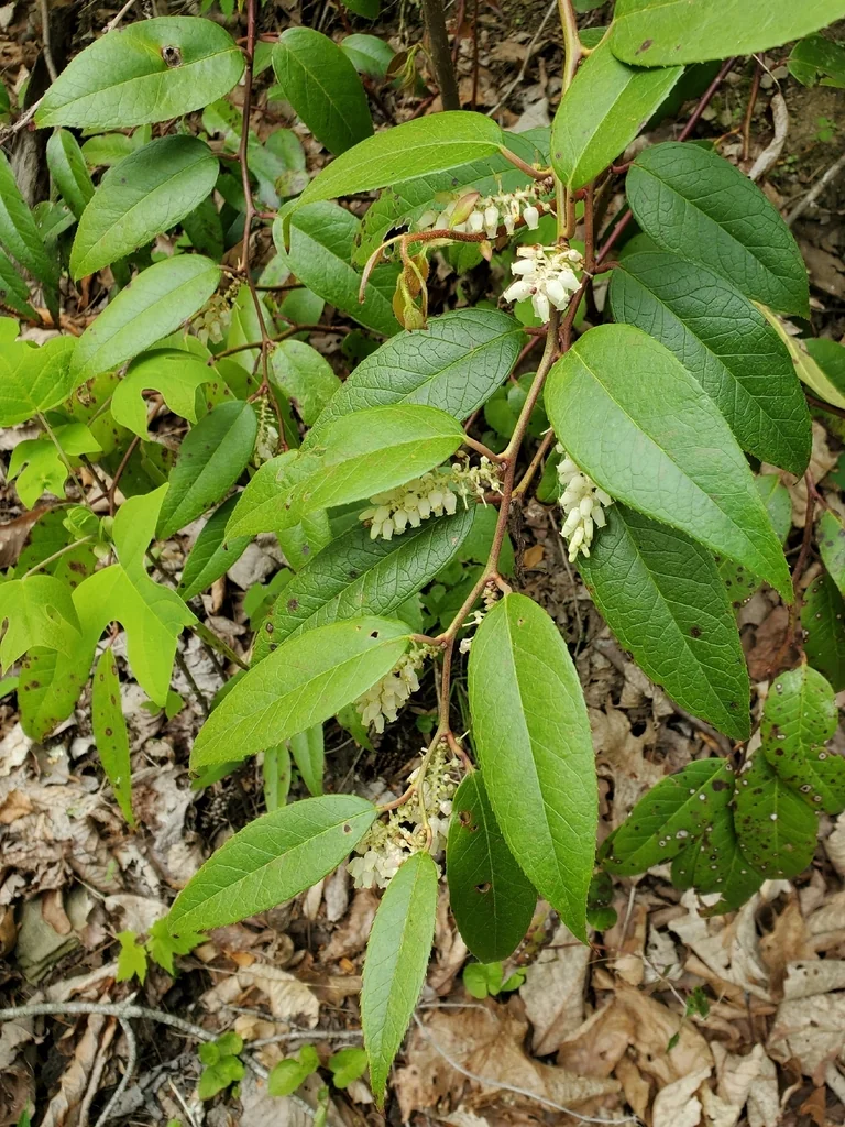 Leucothoe Fontanesiana