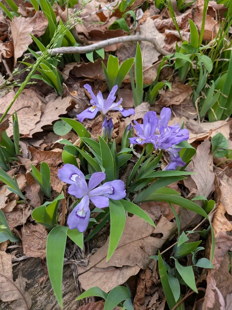 Iris Cristata