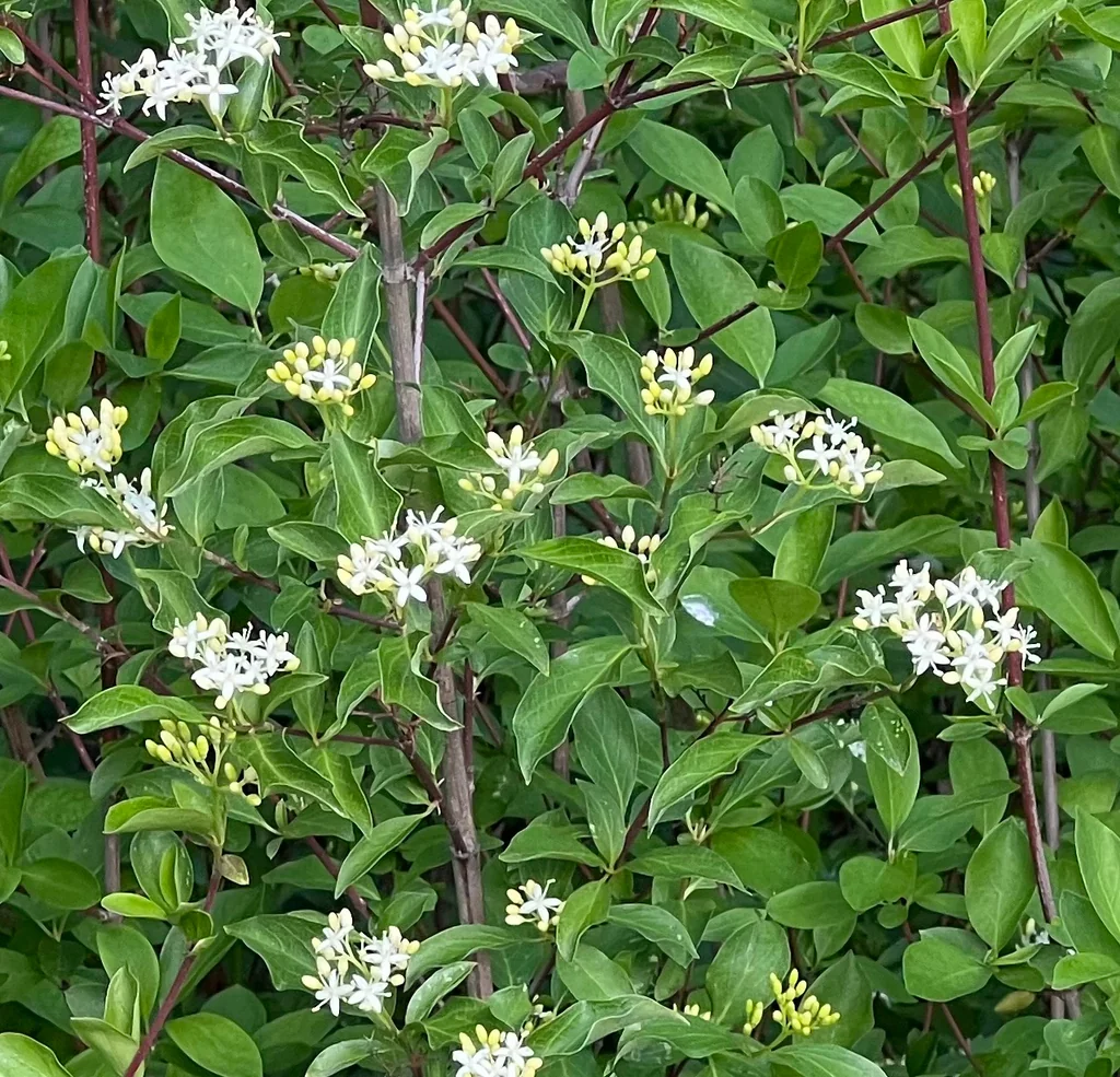 Cornus Glabrata