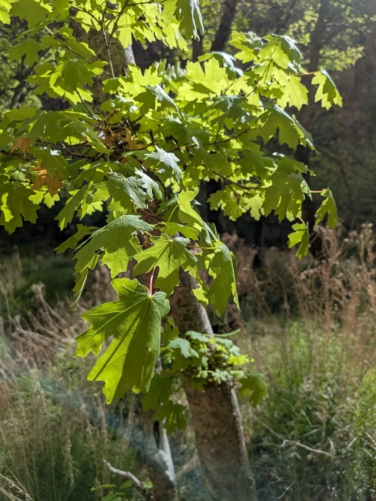 Acer Grandidentatum