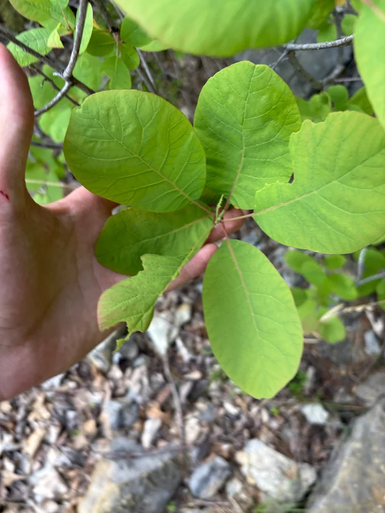 Cotinus Obovatus