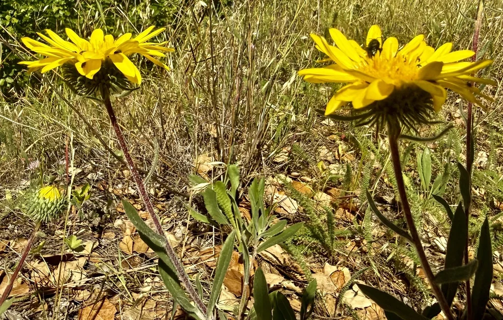 Grindelia Hirsutula