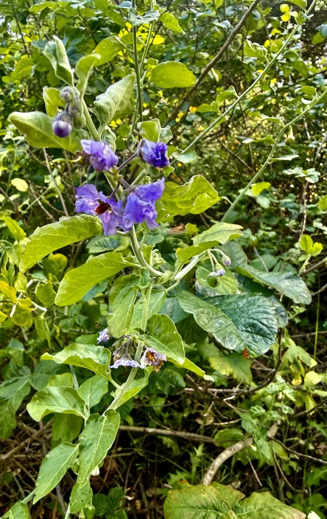 Solanum Umbelliferum