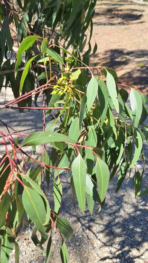 Eucalyptus Leucoxylon
