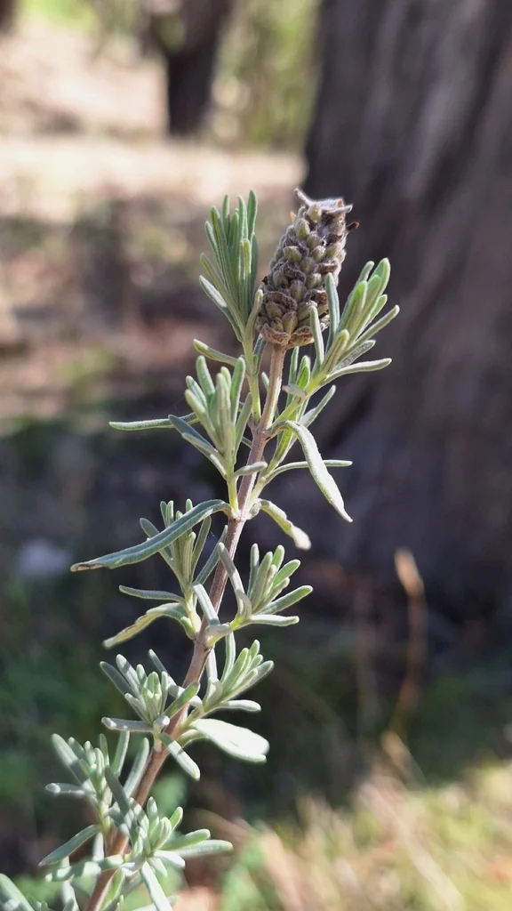 Lavandula Stoechas