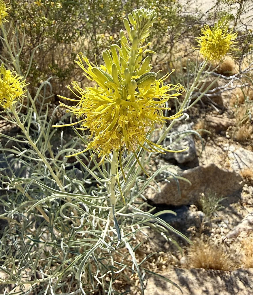 Stanleya Pinnata
