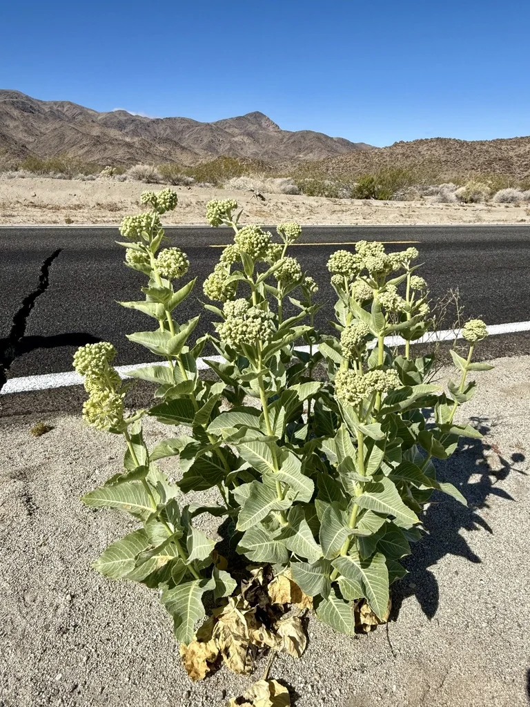 Asclepias Erosa