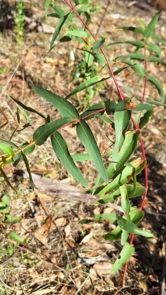 Eucalyptus Viminalis