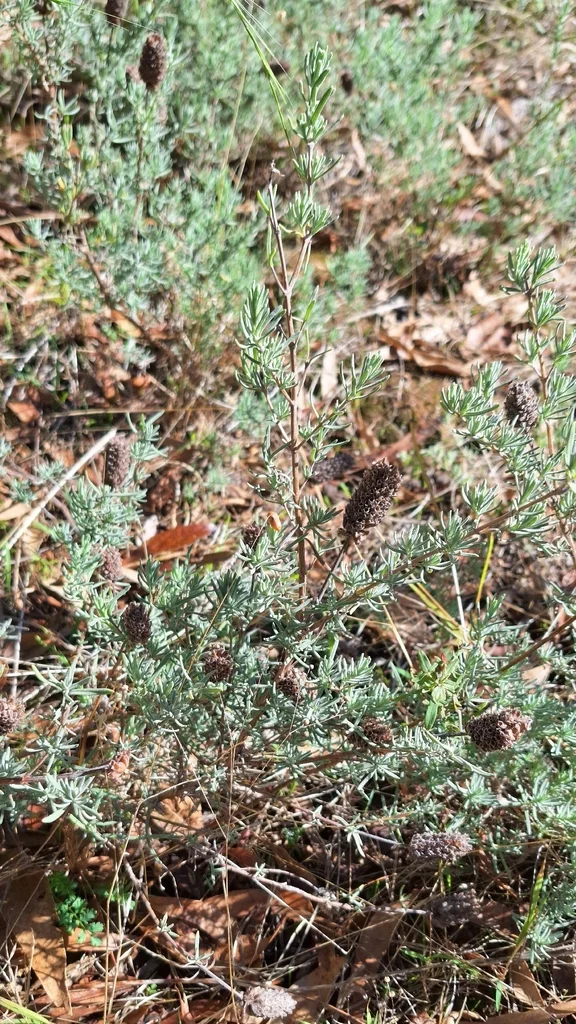Lavandula Stoechas