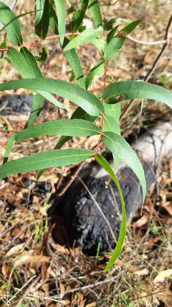 Eucalyptus Viminalis