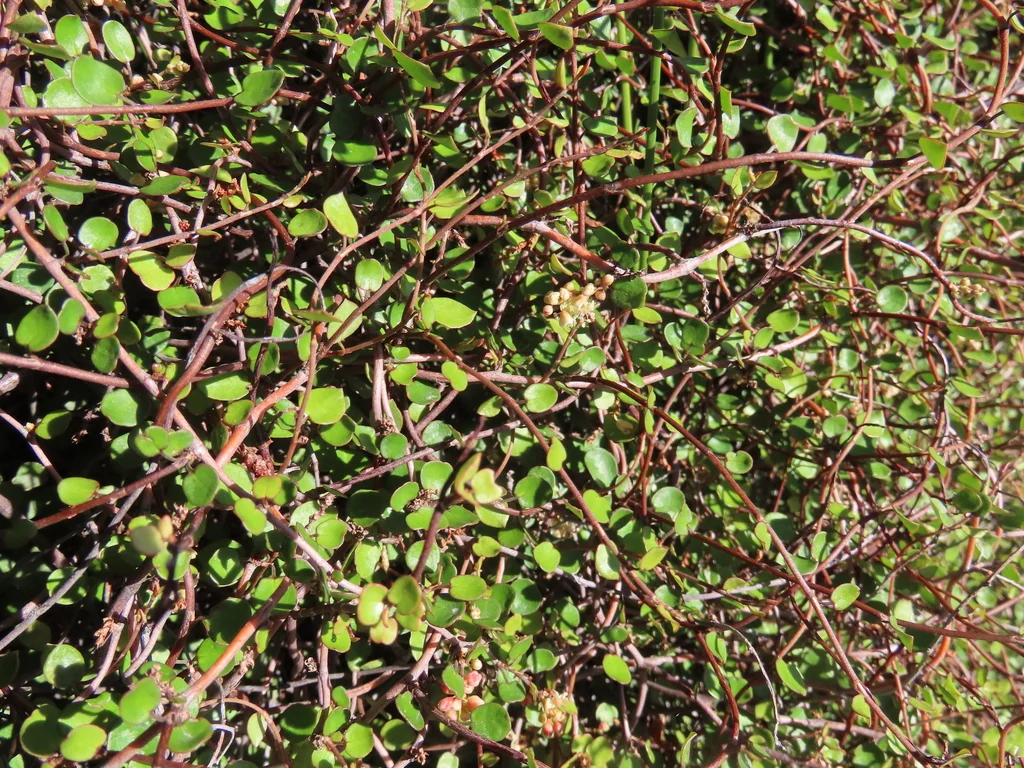 Muehlenbeckia complexa
