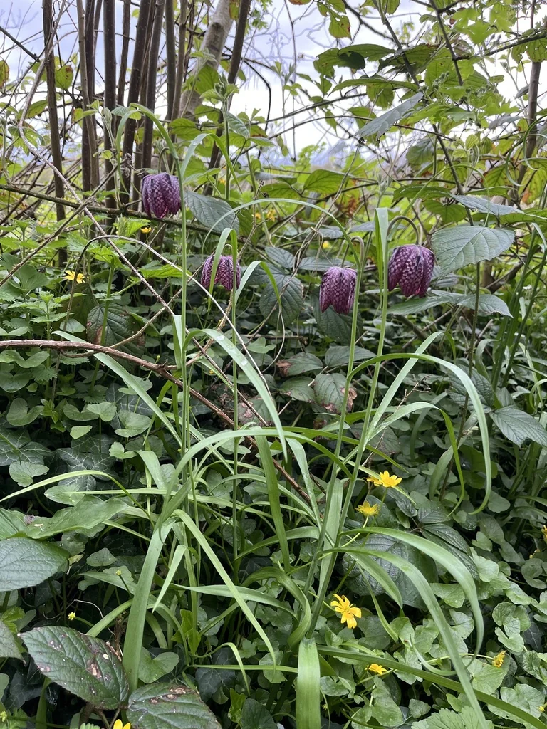 Fritillaria Meleagris