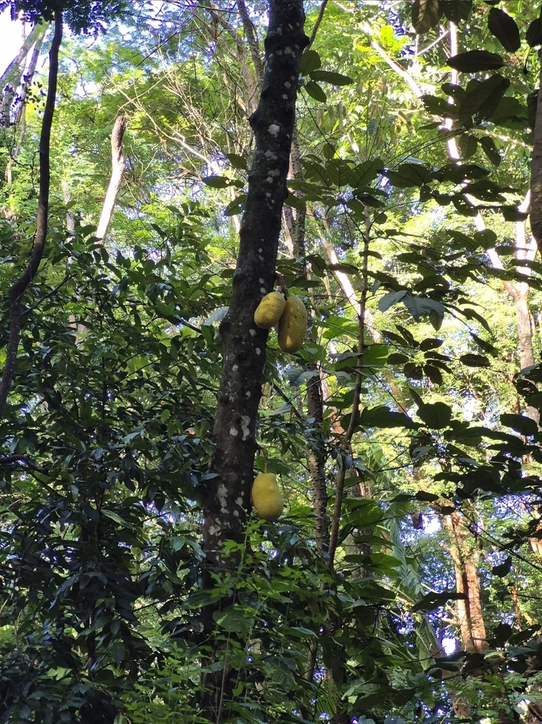 Artocarpus Heterophyllus