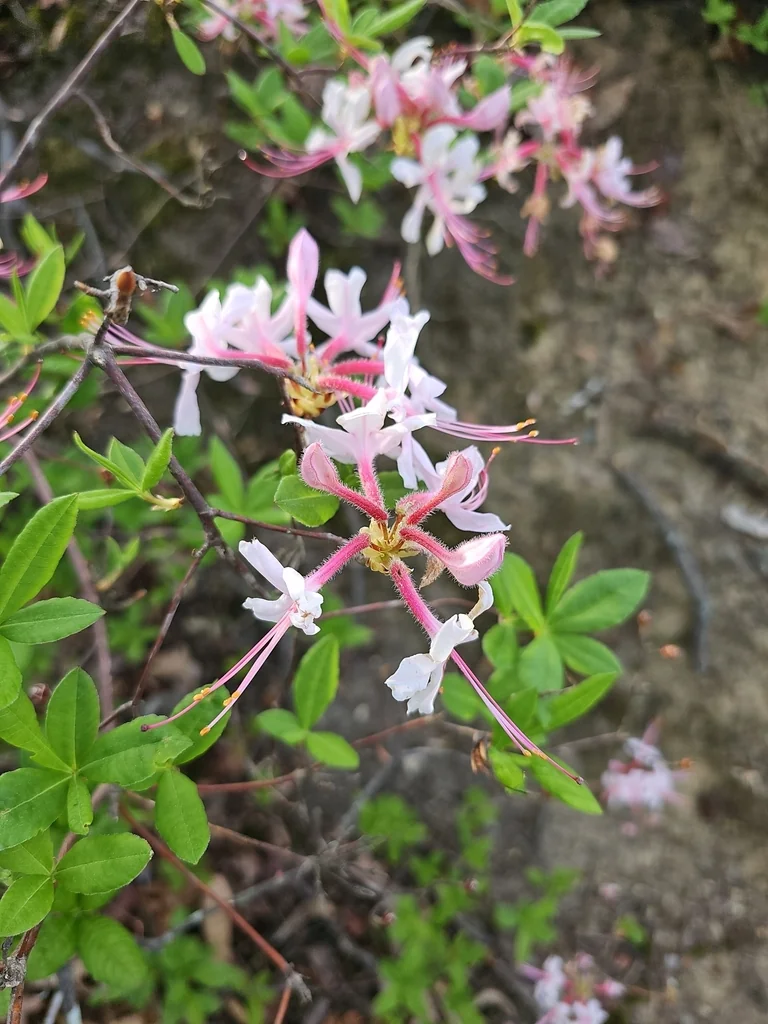 Rhododendron Periclymenoides