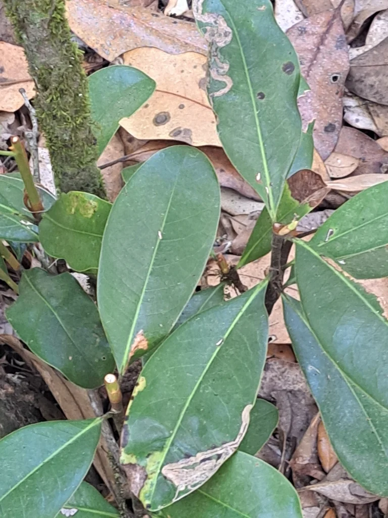 Magnolia Grandiflora