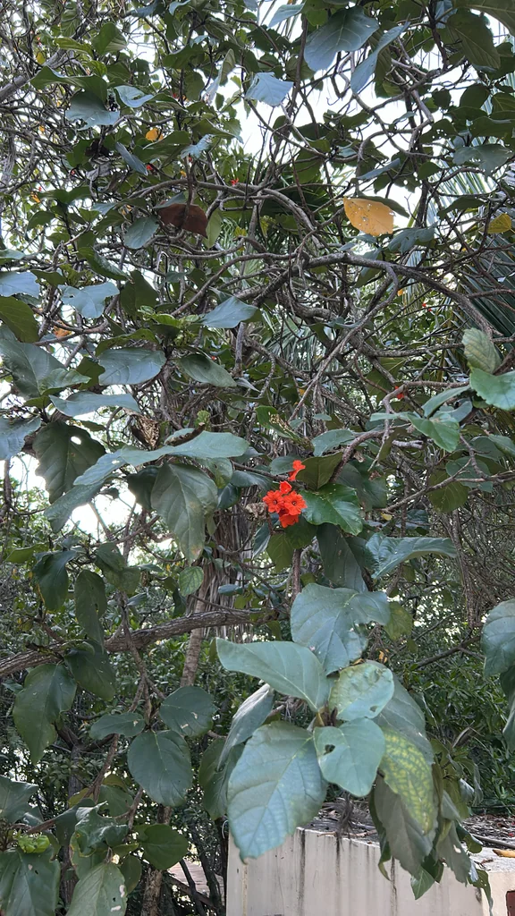 Cordia Sebestena