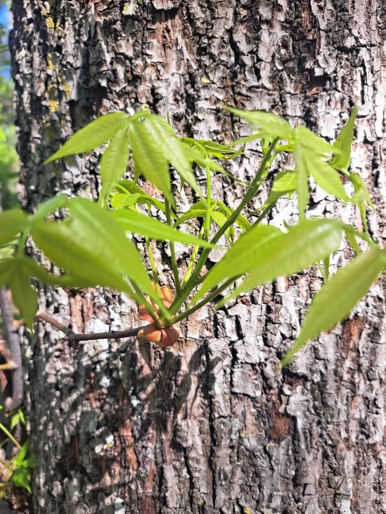 Carya Glabra