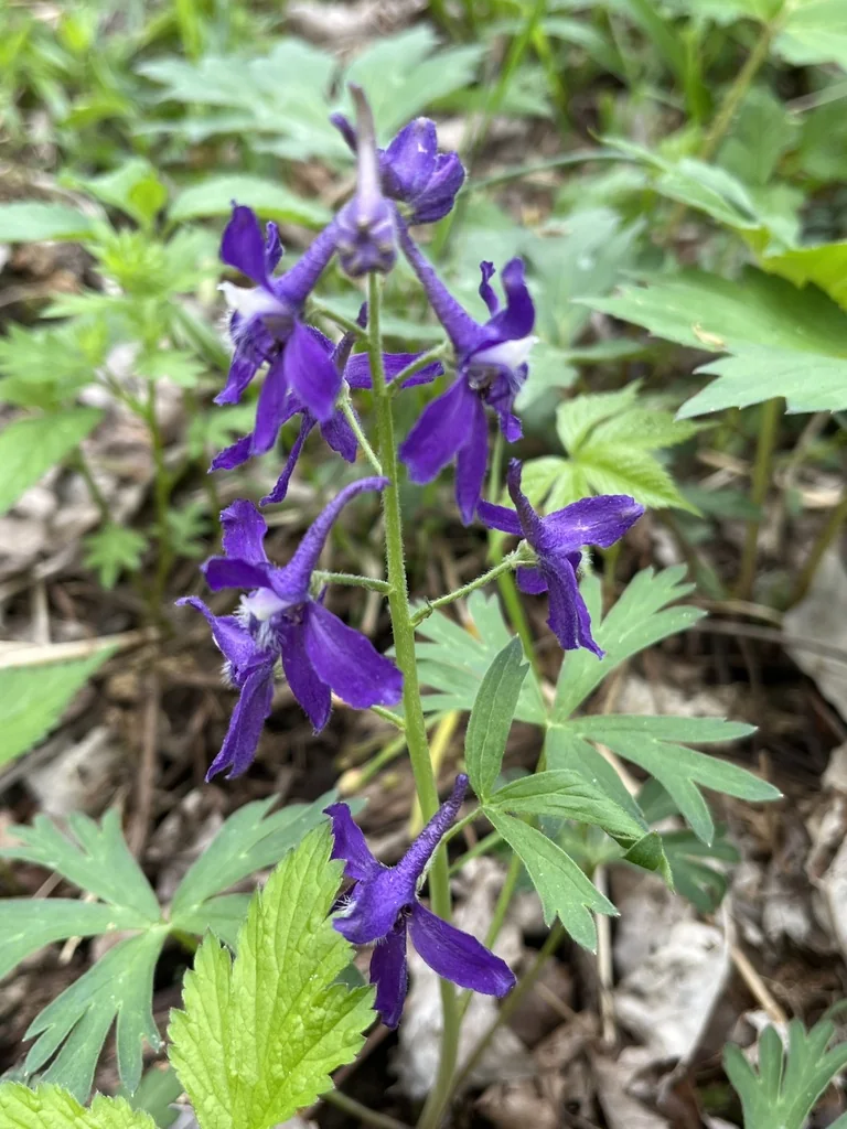 Delphinium Tricorne