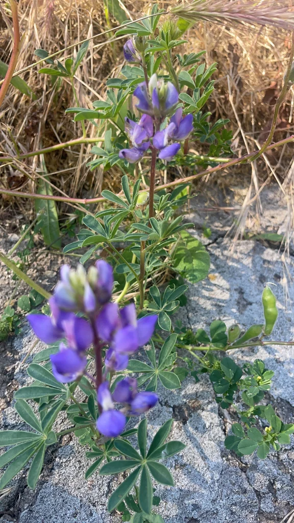 Lupinus Succulentus