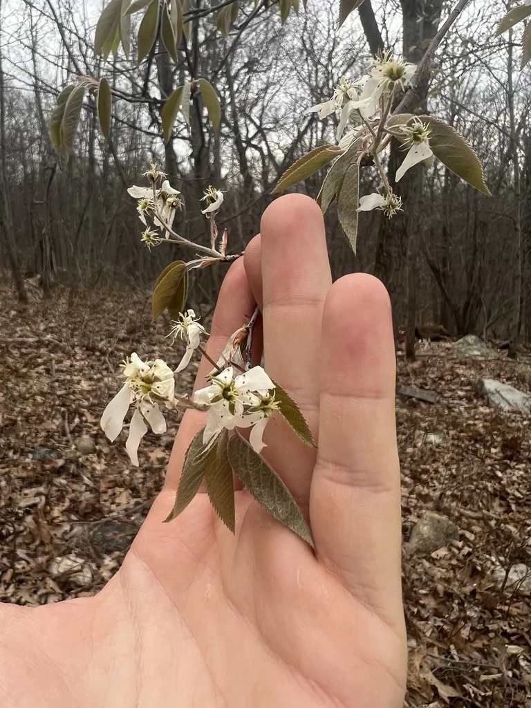 Amelanchier Arborea