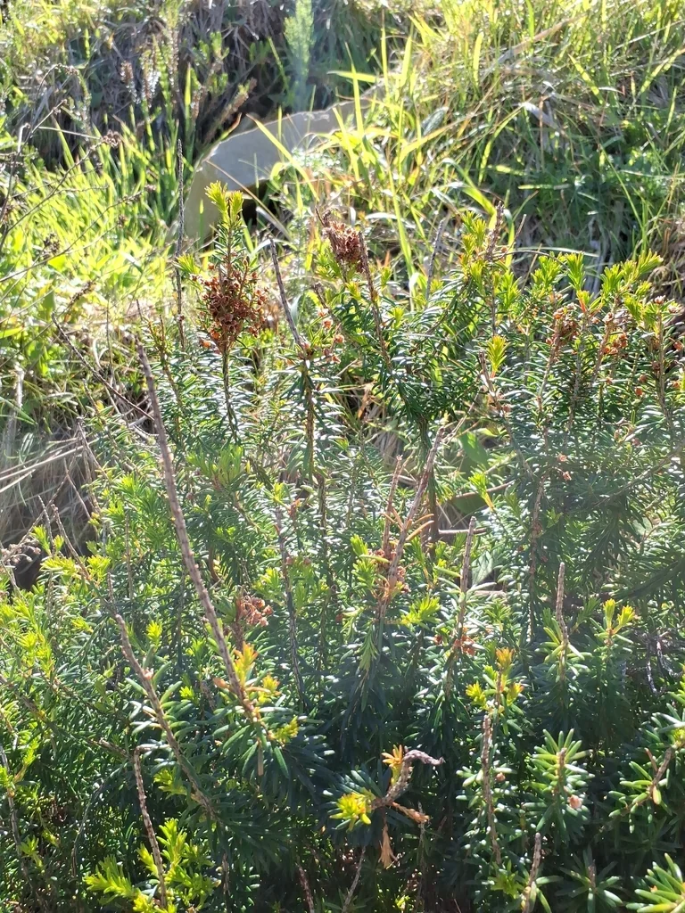 Erica Vagans