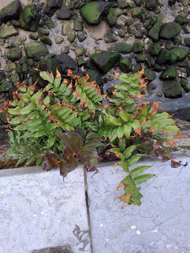 Cyrtomium Falcatum