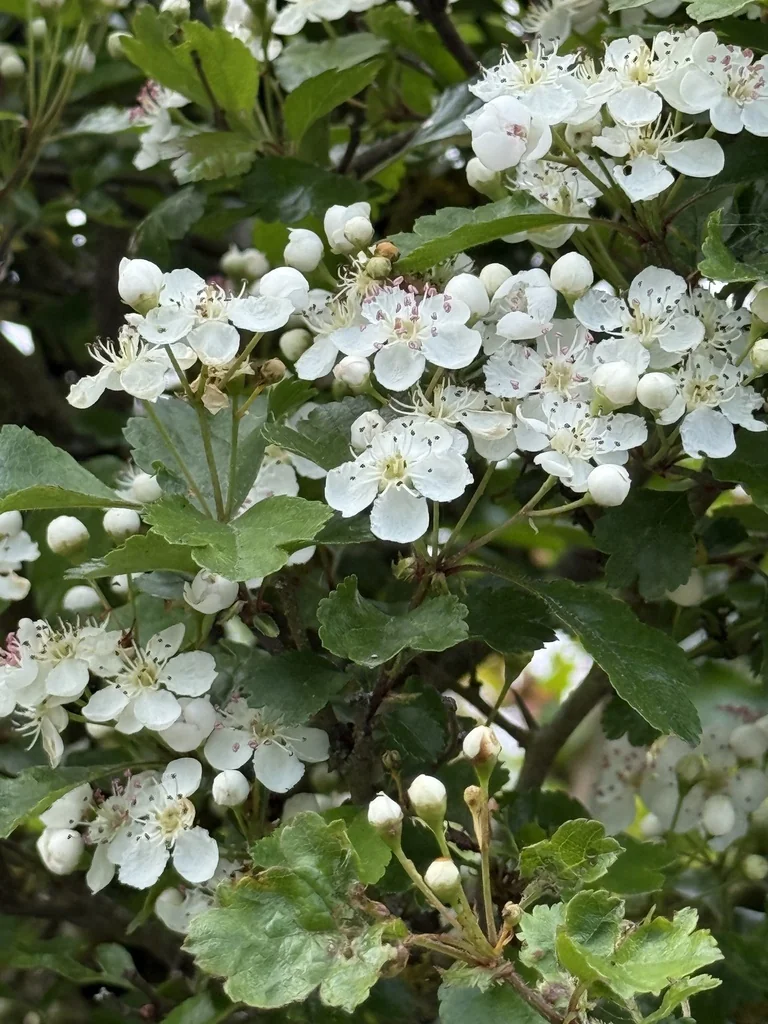 Crataegus Laevigata