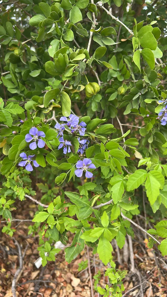 Guaiacum Sanctum