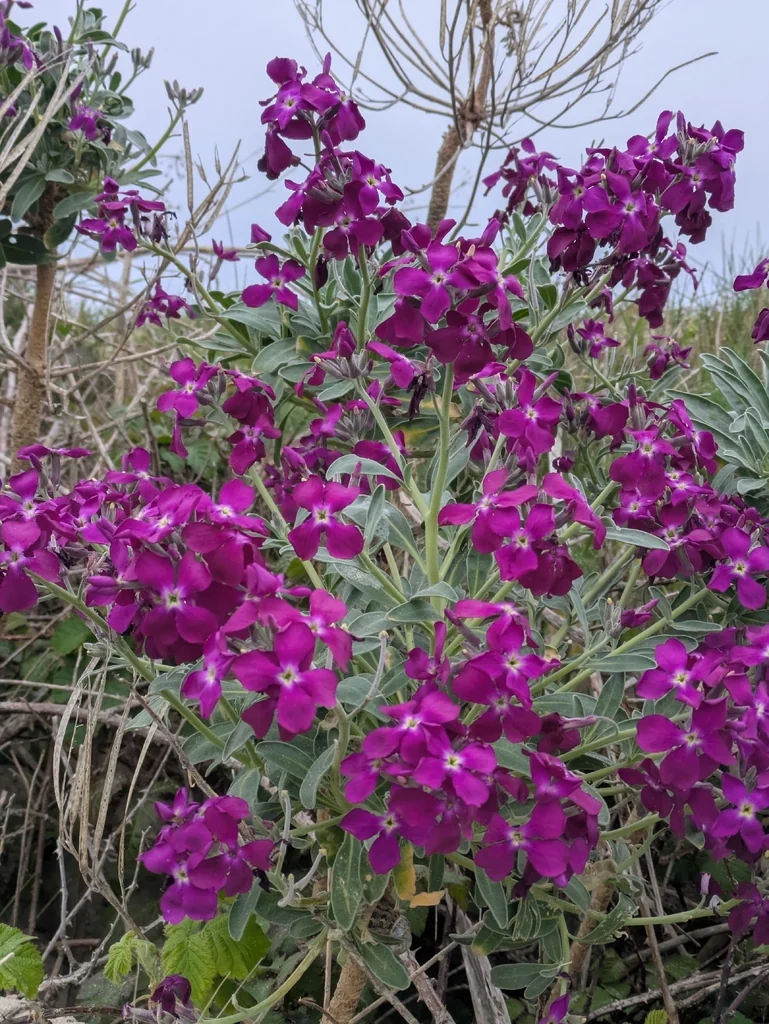 Matthiola Incana