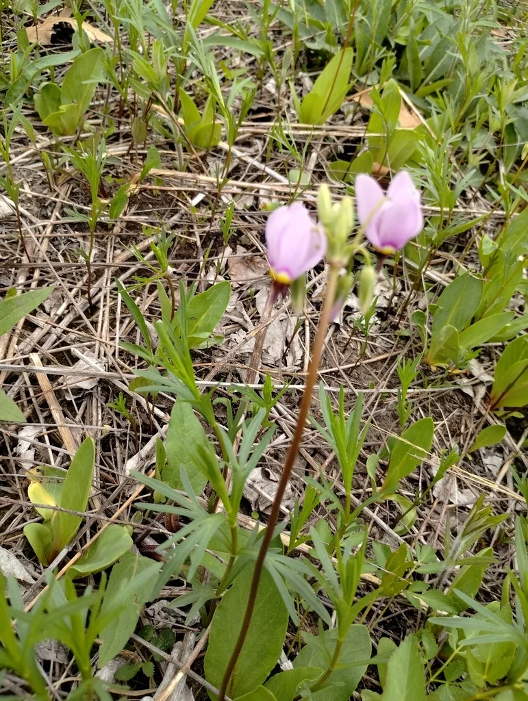 Dodecatheon Meadia