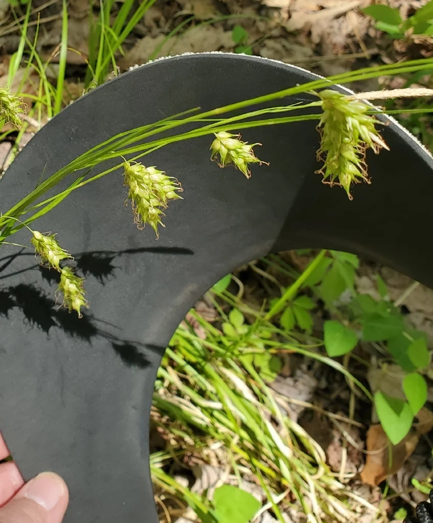 Carex Cherokeensis