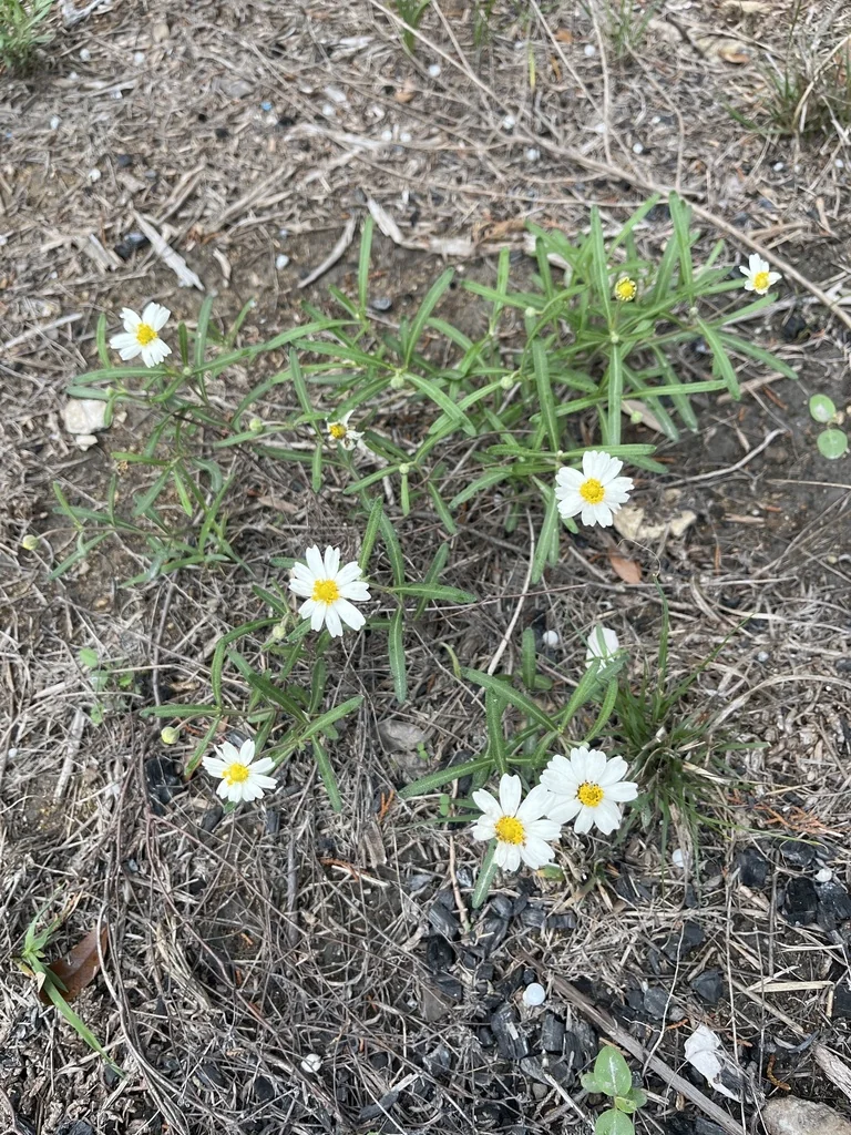 Melampodium Leucanthum