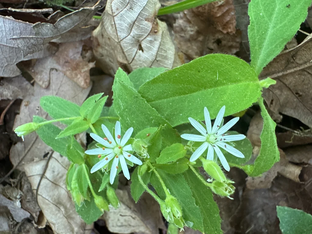 Stellaria Pubera