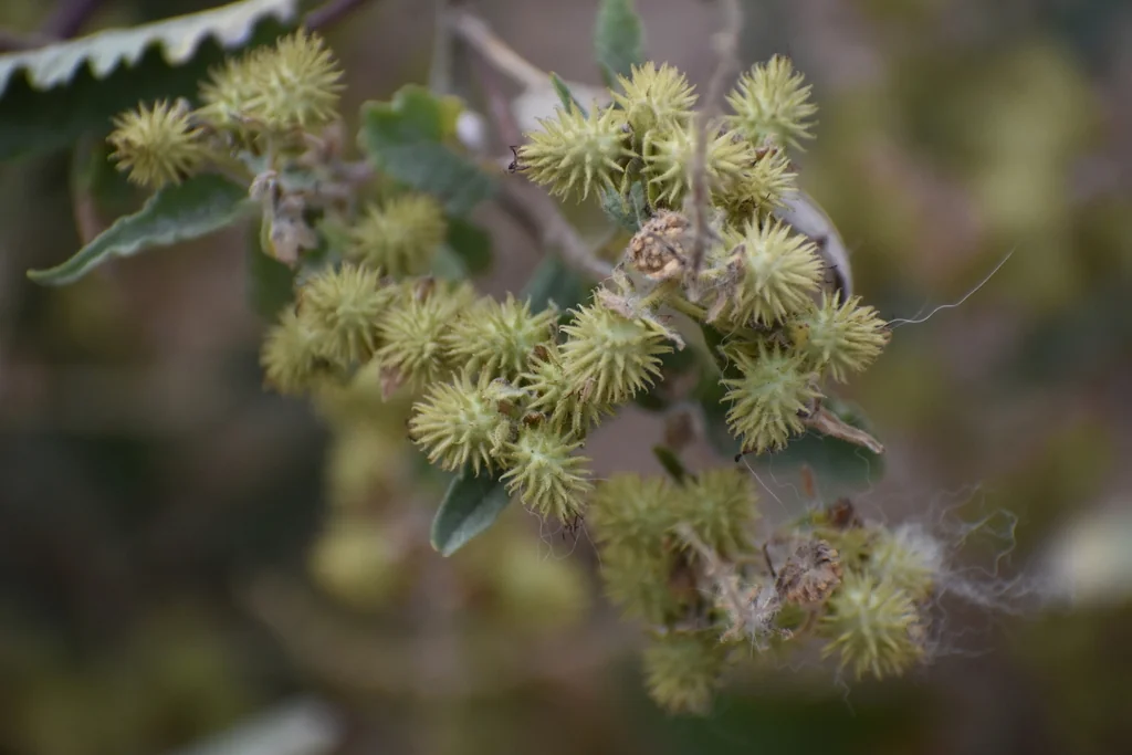 Ambrosia Ambrosioides