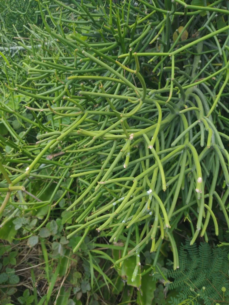 Euphorbia Tirucalli