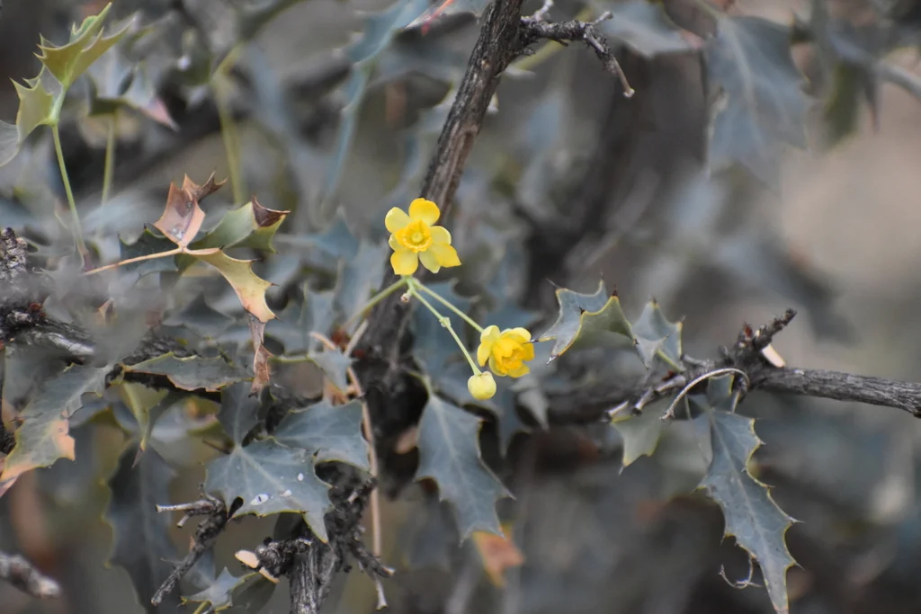 Berberis Haematocarpa