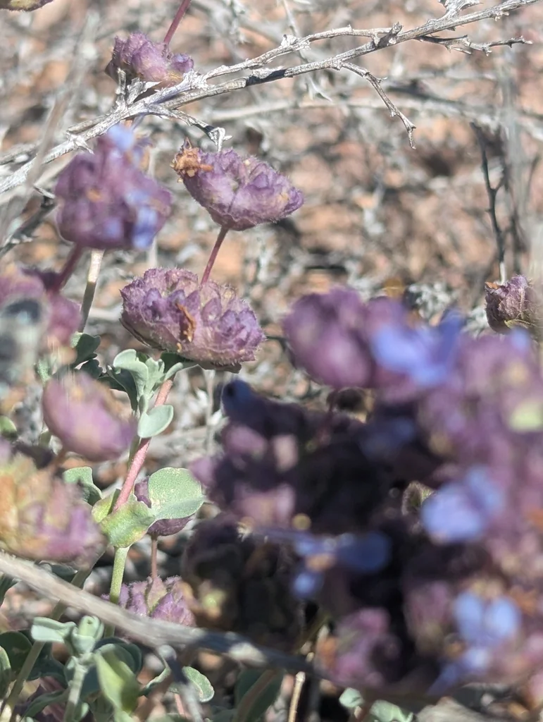 Salvia dorrii