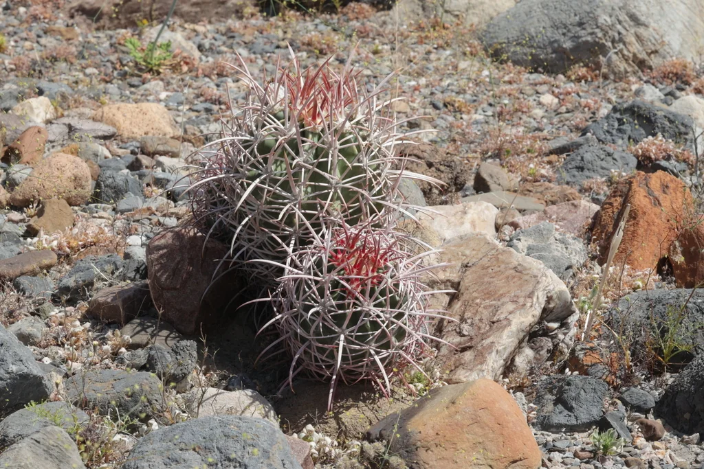 Echinocactus Polycephalus