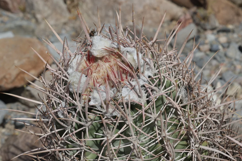 Echinocactus Polycephalus