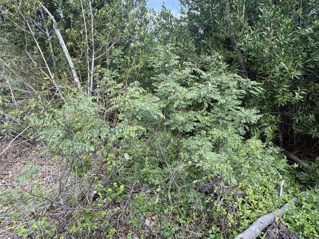 Amorpha Californica