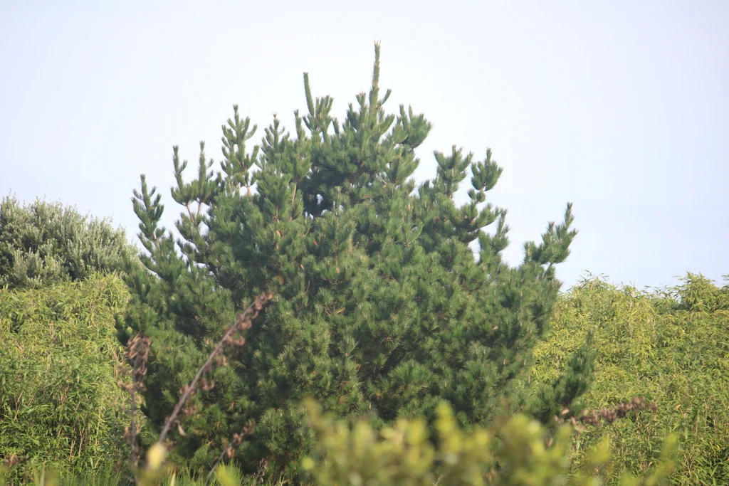 Pinus Radiata