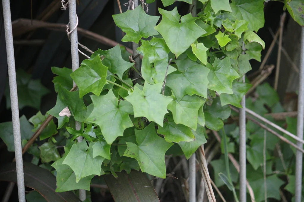 Senecio Confusus