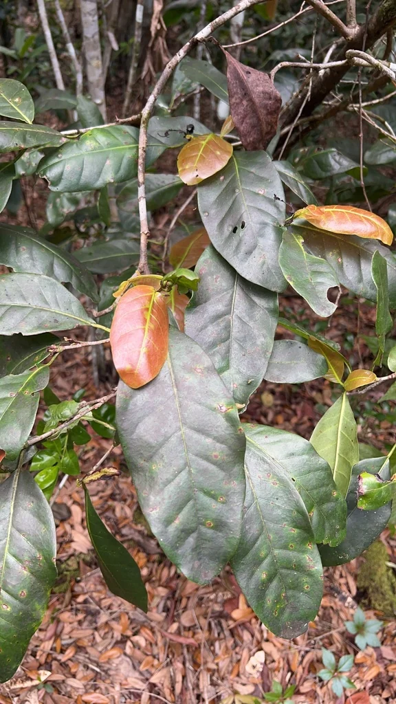 Coccoloba Diversifolia