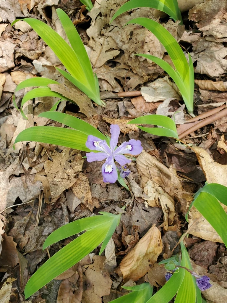 Iris Cristata