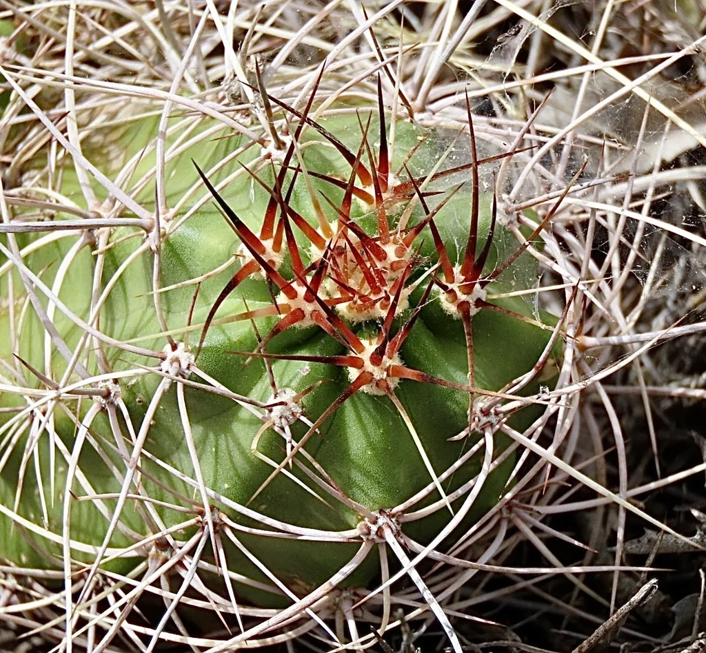Echinocereus Triglochidiatus