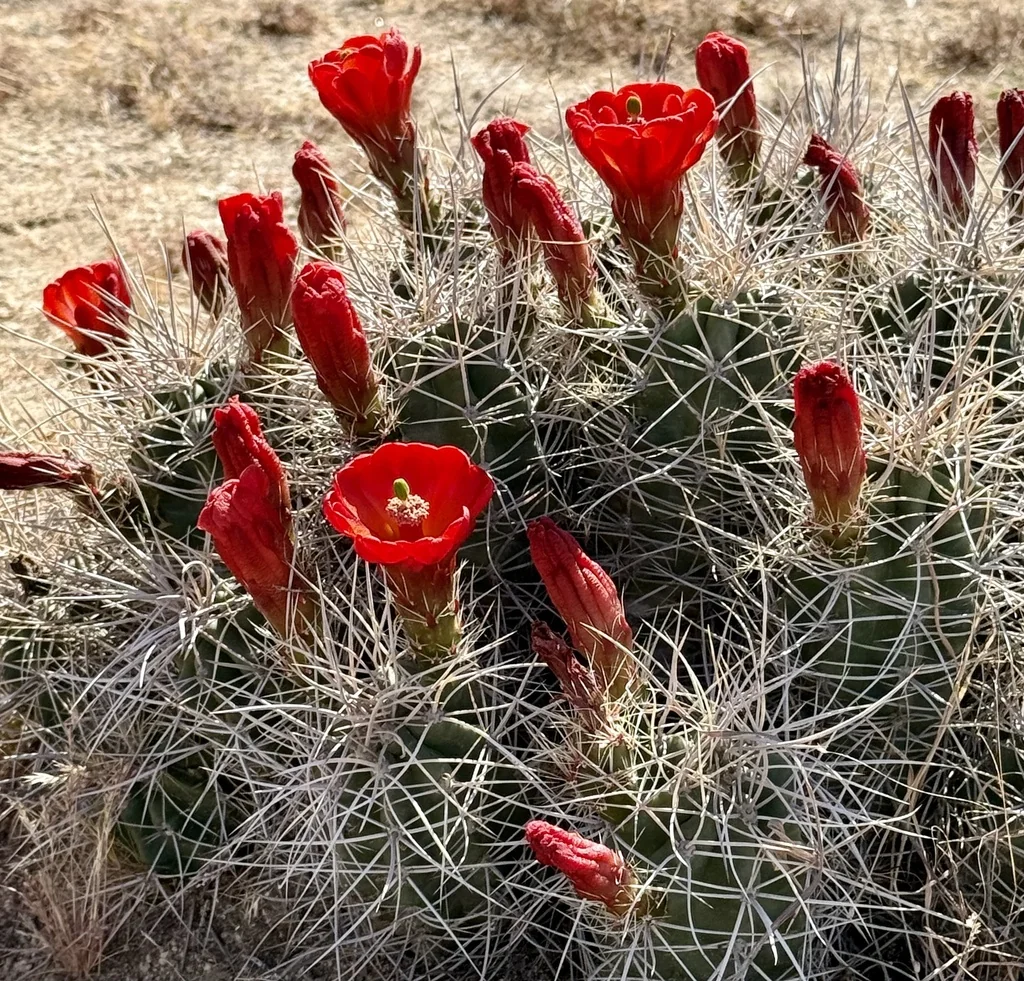 Echinocereus Triglochidiatus