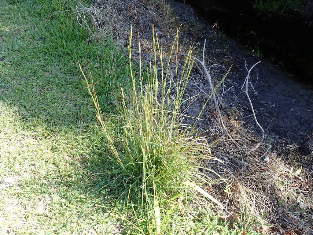 Andropogon Virginicus
